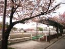 八重桜02